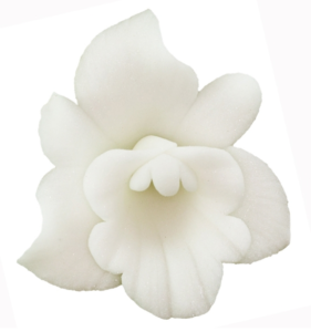 Cukrový kvet Orchidea biela 1ks