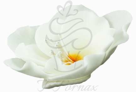 Cukrový kvet Eustoma malá biela 1ks
