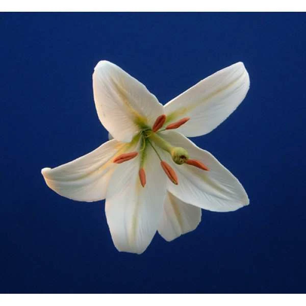 HH Silikónová forma Ľalia Lily Flower S!