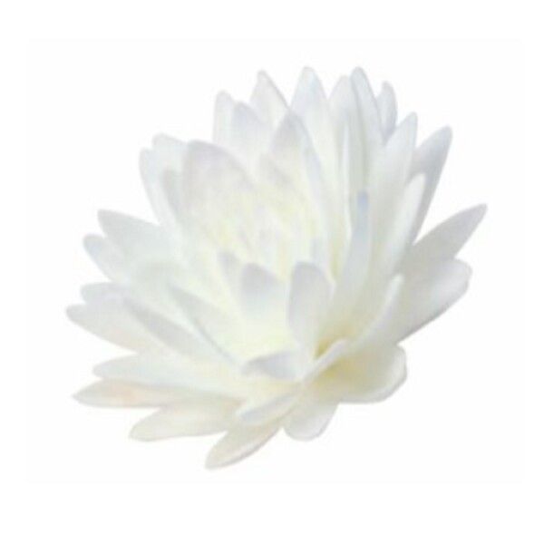 Oblátkový kvet Astra biela 12,5cm 1ks