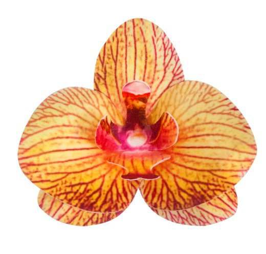 Oblátkové kvety Orchidea herbaciany 1ks